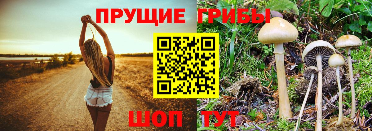 Галлюциногенные грибы мицелий  Вход с VPN  Карталы  Галлюциногенные грибы мицелий 